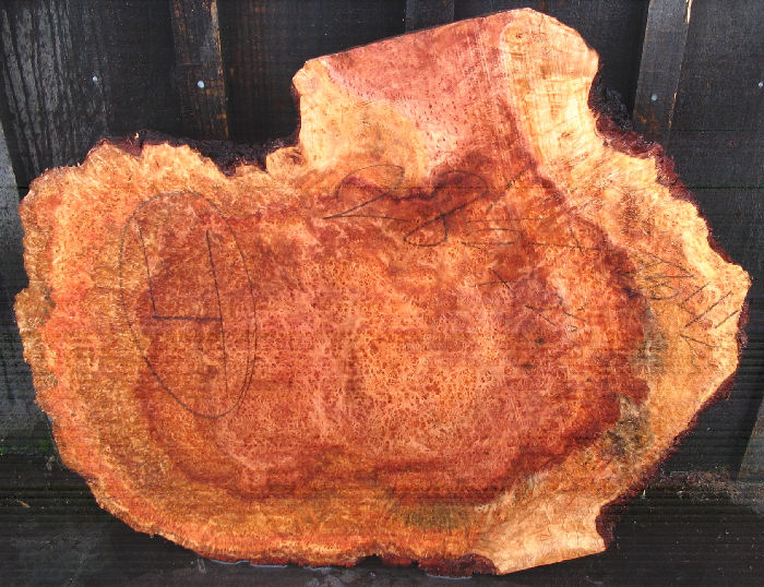 Redwood Lace Burl Slab (6 in stock)