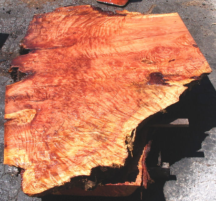 Redwood Burl Slab